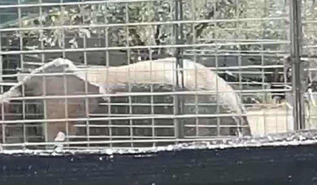 Donna ferita da elefante al Safari Park: grave ma non in pericolo di vita