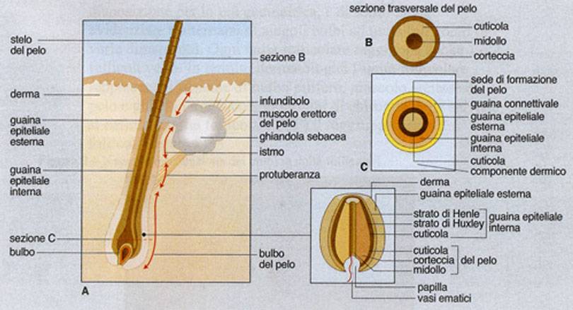 Anatomia del Capello