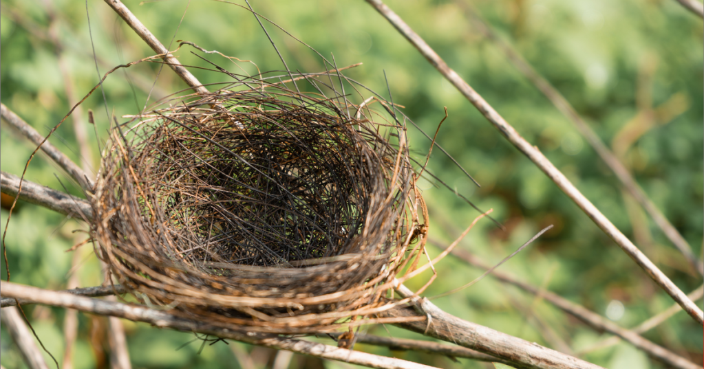 Gli uccelli possono abbandonare i loro piccoli se sentono l'odore umano?