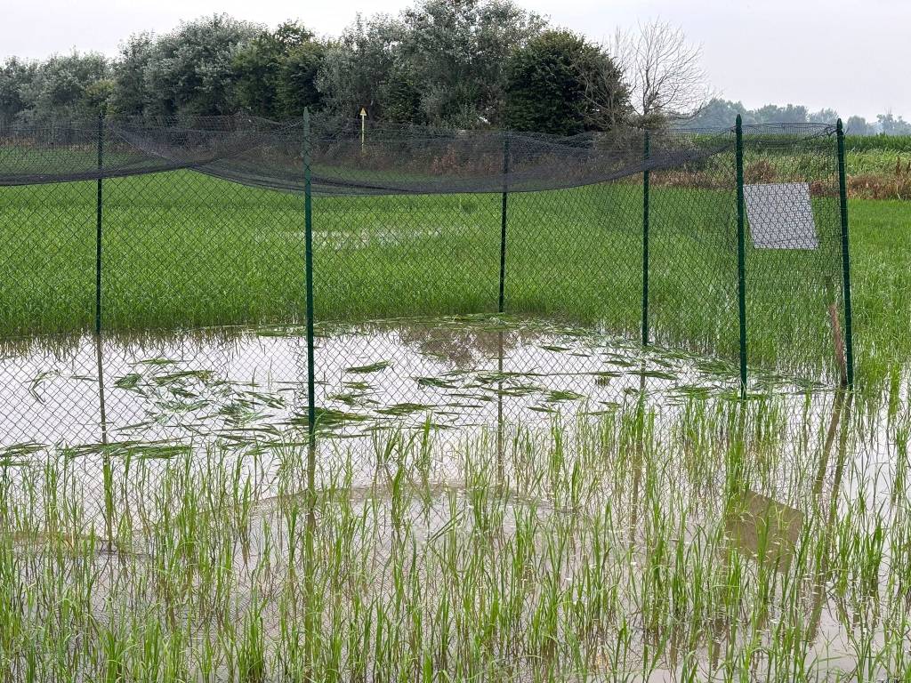 Pavia: distrutta una coltivazione sperimentale di riso, danni incalcolabili. L'ombra dell'ecoterrorismo