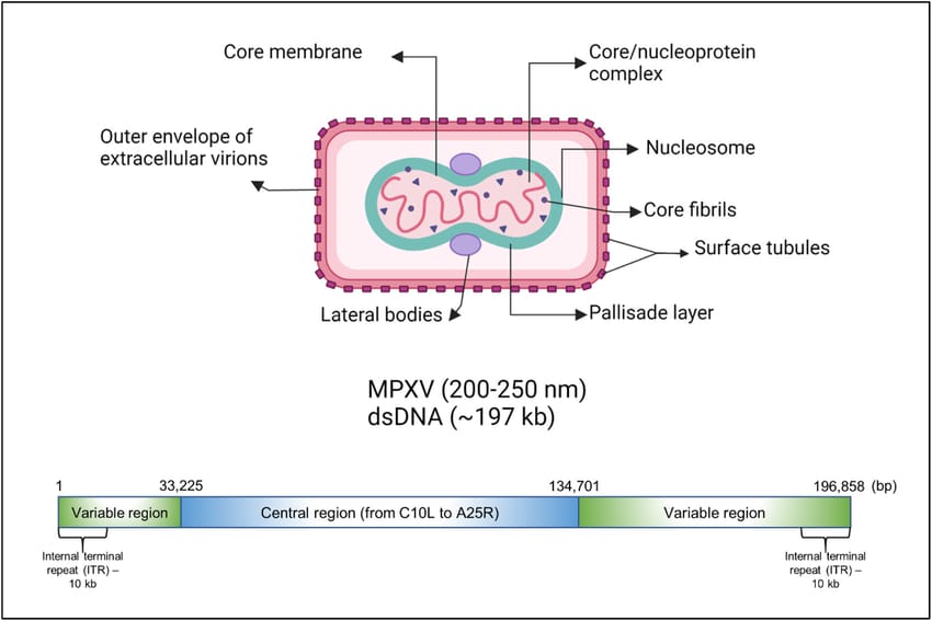 La struttura del virus MPXV e il suo genoma. Image credit: Amal Mahmoud - Available from: https://www.researchgate.net/figure/The-structure-of-the-MPXV-and-its-genome_fig2_369094250 [accessed 23 Aug 2024]