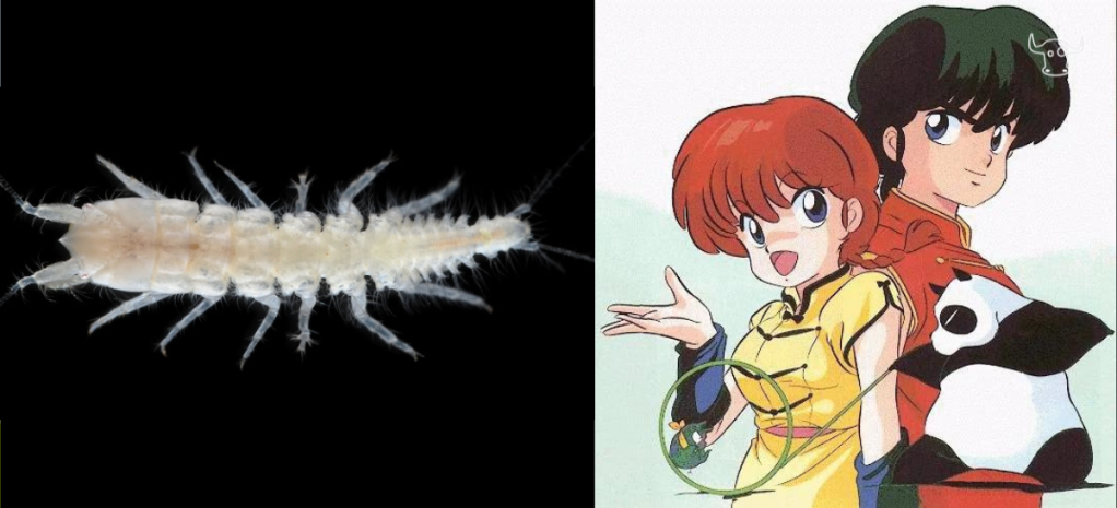 Biologi Giapponesi scoprono crostaceo ermafrodita intitolato a Ranma 1/2