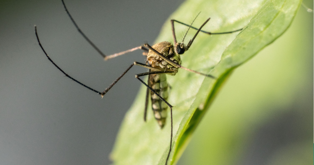 Circolazione del Virus West Nile a Vasto: cosa c'è da sapere