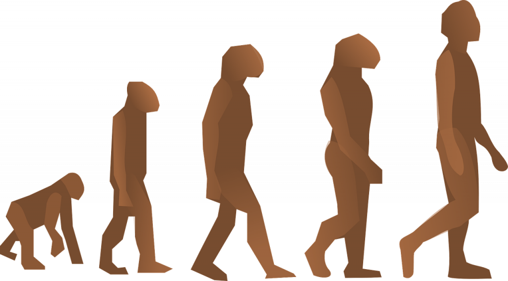 L'Uomo discende dalla scimmia? Non in linea retta