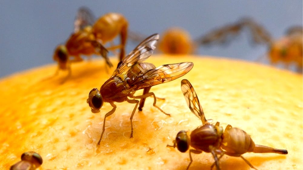 I moscerini della frutta furono il primo animale nello spazio