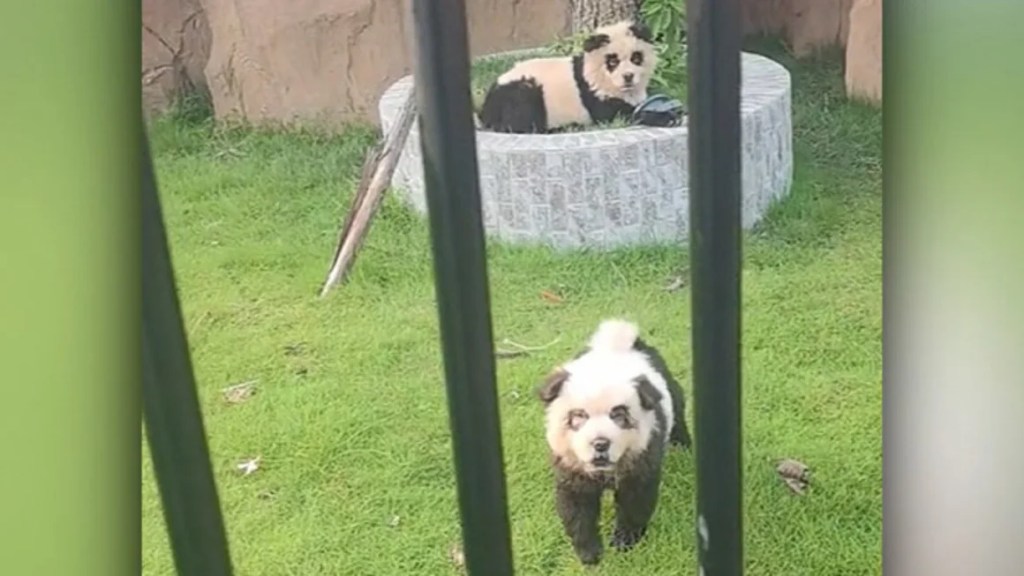 Cani truccati da panda allo zoo in Cina (ma per burla)